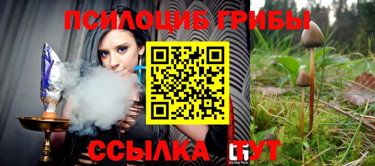 Псилоцибиновые грибы Psilocybe Торжок